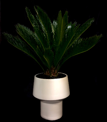 SAGO PALM SAGO PALM