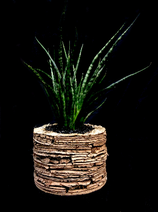 SNAKE PLANT IN BARK POT SNAKE PLANT IN BARK POT