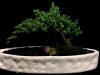 BONSAI BONSAI