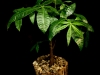 MONEY TREE IN BARK POT MONEY TREE IN BARK POT