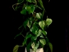 POTHOS PLANT POTHOS PLANT