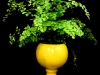 RETRO MAIDENHAIR FERN RETRO MAIDENHAIR FERN