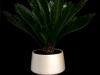 SAGO PALM SAGO PALM