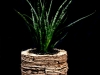 SNAKE PLANT IN BARK POT SNAKE PLANT IN BARK POT