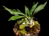 STAG HORN FERN STAG HORN FERN