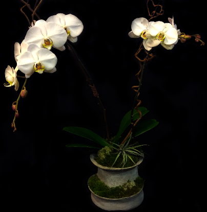 GARDEN ORCHID GARDEN ORCHID