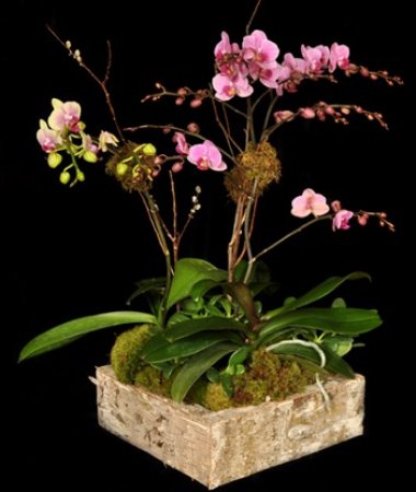 ORCHIDS IN BIRCH BOX ORCHIDS IN BIRCH BOX