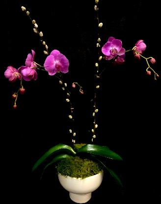 PURPLE DOUBLE STEM ORCHID PURPLE DOUBLE STEM ORCHID