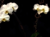 GARDEN ORCHID GARDEN ORCHID