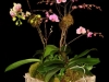ORCHIDS IN BIRCH BOX ORCHIDS IN BIRCH BOX