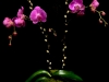 PURPLE DOUBLE STEM ORCHID PURPLE DOUBLE STEM ORCHID