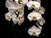 WATERFALL ORCHID WATERFALL ORCHID