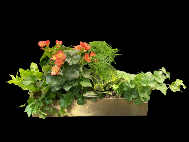 BEGONIA GARDEN BEGONIA GARDEN