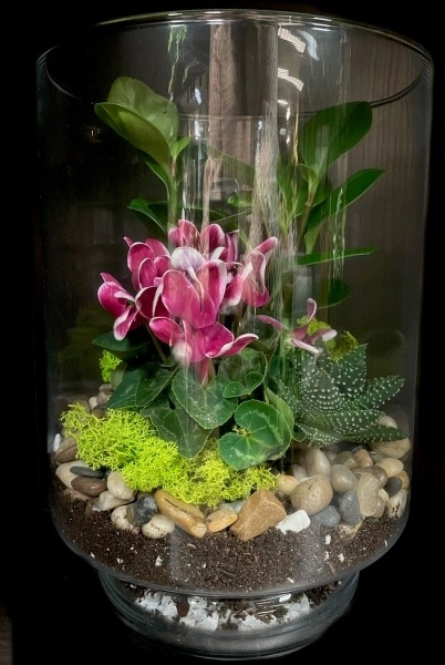 CYCLAMEN TERRARIUM CYCLAMEN TERRARIUM