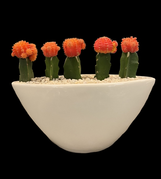 MOON CACTUS BOAT MOON CACTUS BOAT
