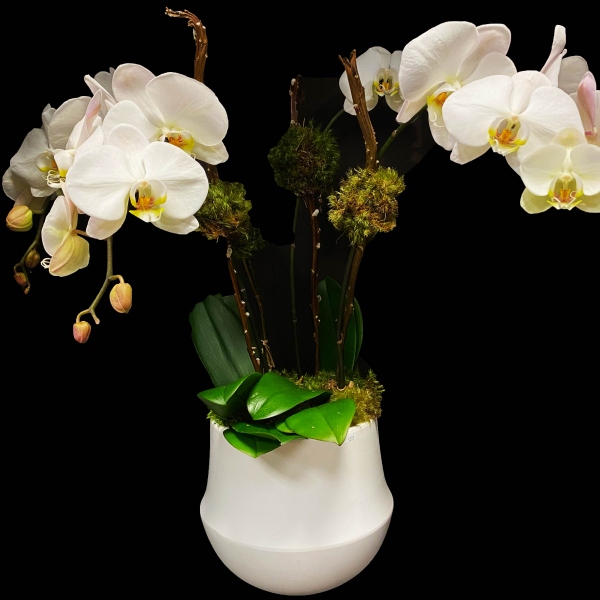 ORCHID FUSION ORCHID FUSION