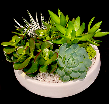 SUCCULENT MEDLEY SUCCULENT MEDLEY