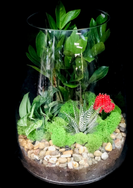 TERRARIUM TERRARIUM
