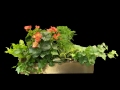 BEGONIA GARDEN BEGONIA GARDEN