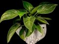 BIRKIN PHILODENDRON BIRKIN PHILODENDRON