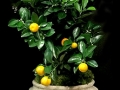 CITRUS TREE CITRUS TREE