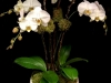 CLASSIC DELUXE ORCHIDS CLASSIC DELUXE ORCHIDS