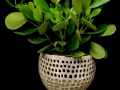 CLUSIA PLANT CLUSIA PLANT