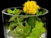 MOON CACTUS TERRARIUM MOON CACTUS TERRARIUM