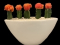 MOON CACTUS BOAT MOON CACTUS BOAT