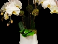ORCHID FUSION ORCHID FUSION