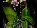 ORCHID TERRARIUM ORCHID TERRARIUM