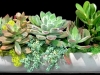 SUCCULENT GARDEN SUCCULENT GARDEN