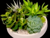 SUCCULENT MEDLEY SUCCULENT MEDLEY