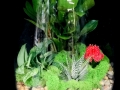 TERRARIUM TERRARIUM