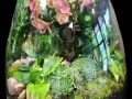 JUMBO TERRARIUM JUMBO TERRARIUM