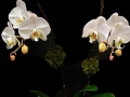 WHITE ORCHID WHITE ORCHID