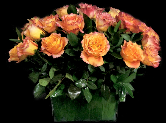 ORANGE ROSE ORANGE ROSE
