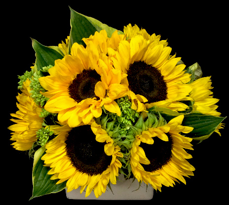 SUNFLOWER CHIC SUNFLOWER CHIC
