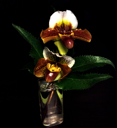 LADY SLIPPER LADY SLIPPER