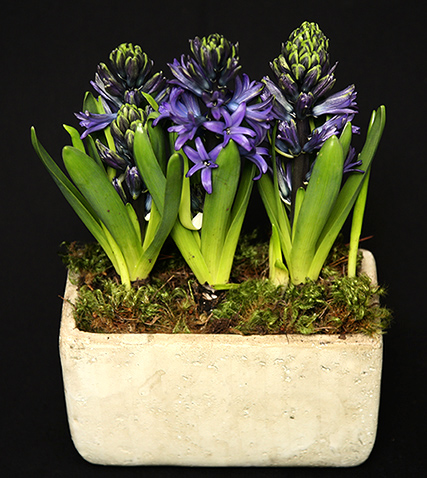 SPRING BLOOMS SPRING BLOOMS
