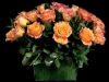 ORANGE ROSE ORANGE ROSE