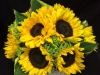 SUNFLOWER CHIC SUNFLOWER CHIC