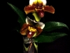 LADY SLIPPER LADY SLIPPER