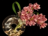 ORCHIDS ROUND ORCHIDS ROUND