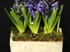 SPRING BLOOMS SPRING BLOOMS