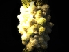 STANDING SPRAY STANDING SPRAY