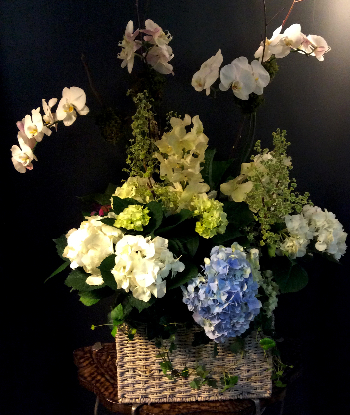 BLOOMING PLANT DISPLAY BLOOMING PLANT DISPLAY
