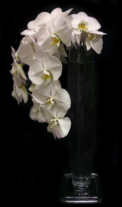 CASCADING ORCHID CASCADING ORCHID