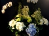 BLOOMING PLANT DISPLAY BLOOMING PLANT DISPLAY