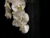 CASCADING ORCHID CASCADING ORCHID